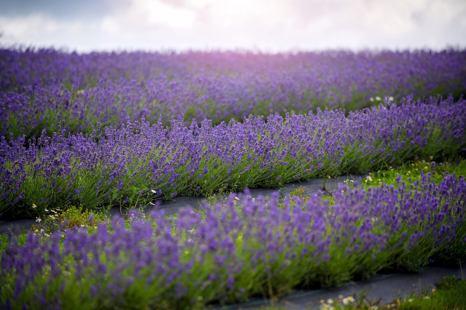 Lavender field. Nature shoot 2023