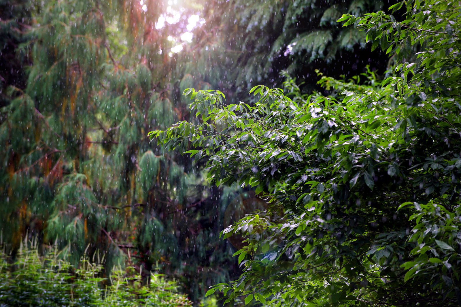 Nature rain wide image 2023