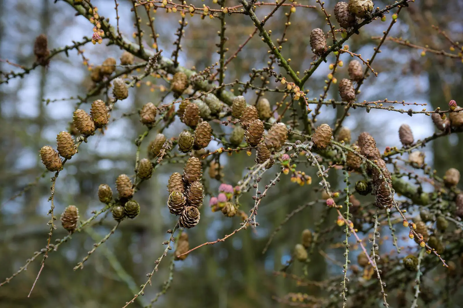 pinecones