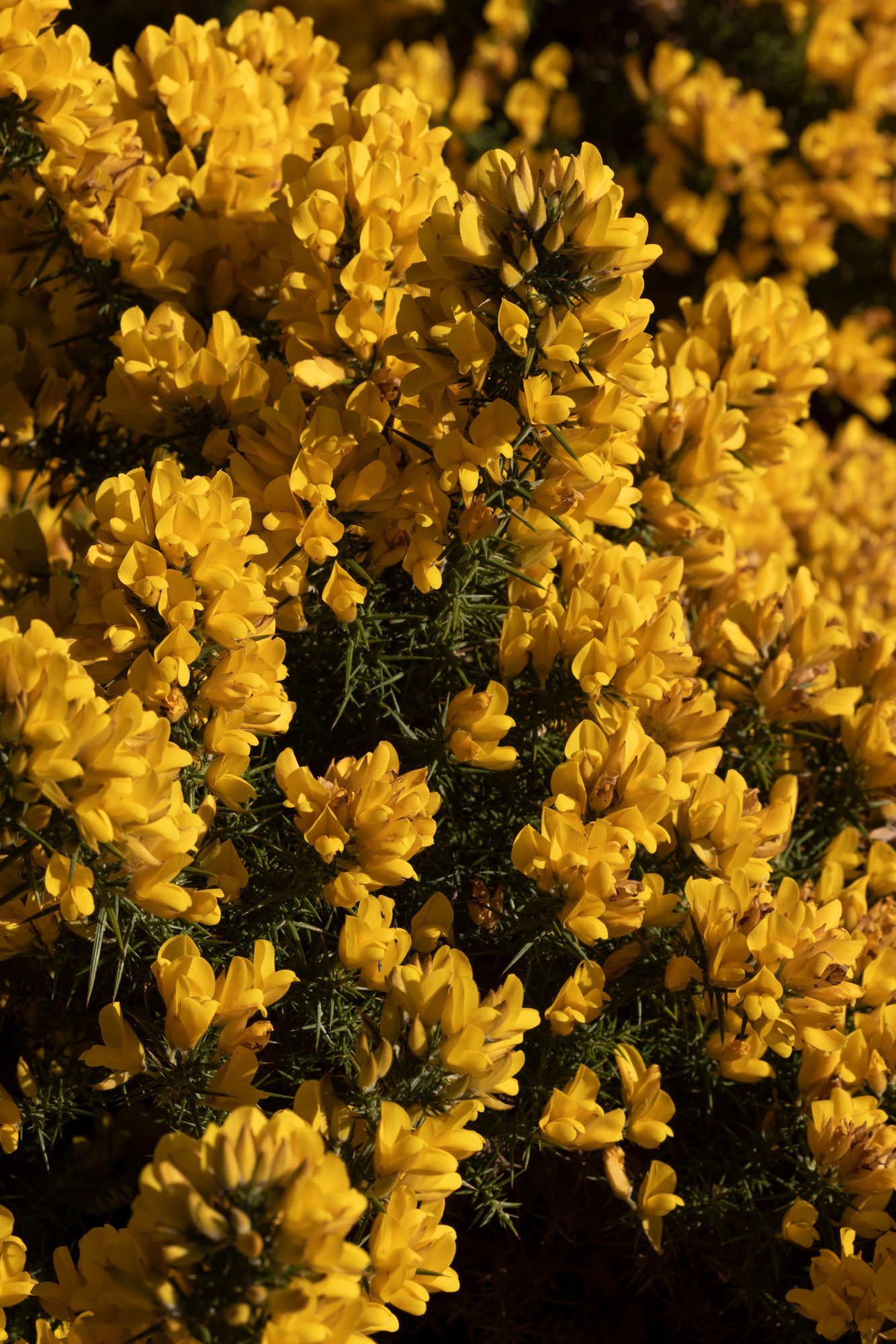 Happy Vibes + Goldenhope Limited Edition Gorse Candle