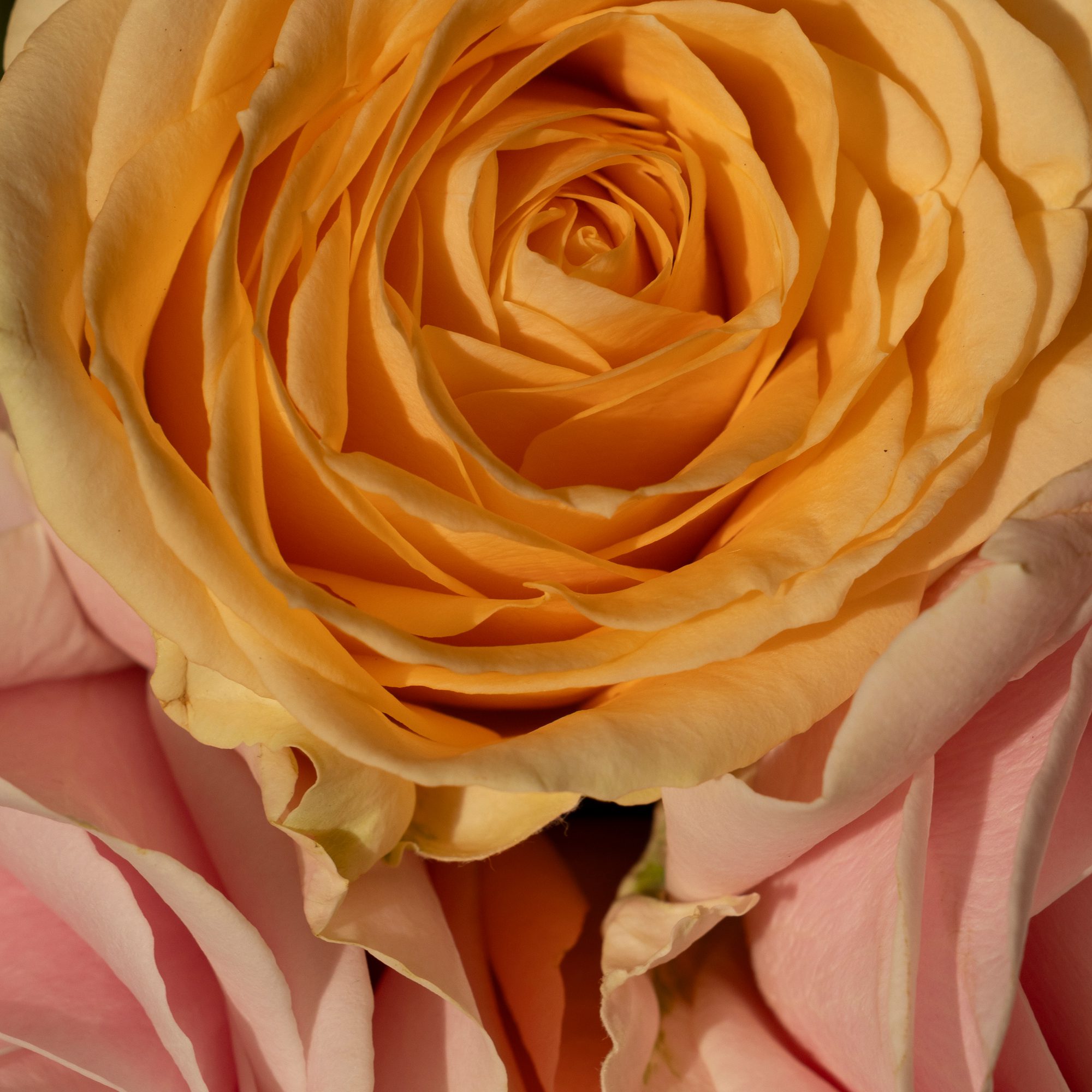 Noon Scent Diffuser - Image 3