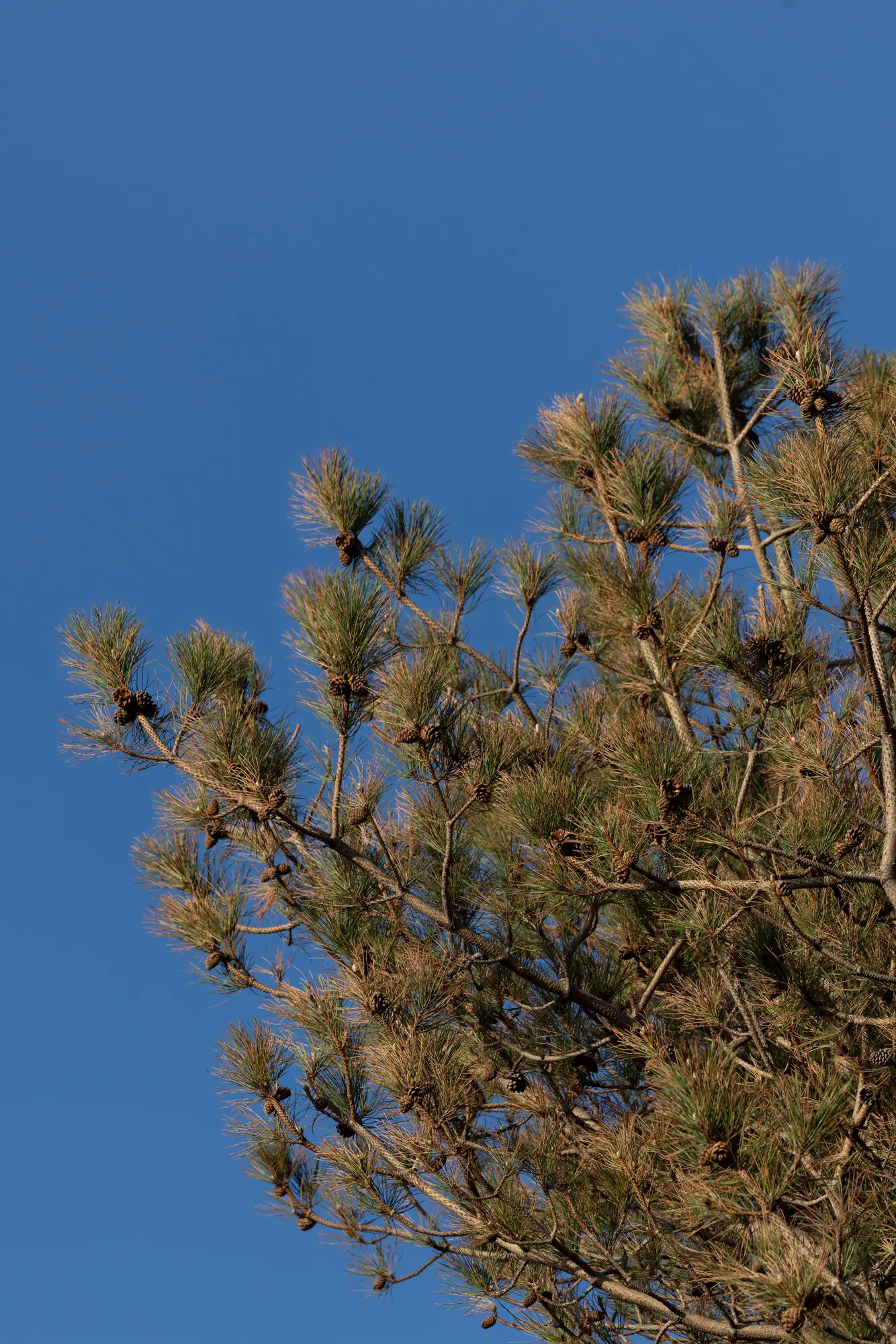 Noon Scent Diffuser - Image 4