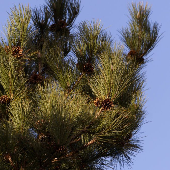 Alternative view of Moonlight Chronos Candle