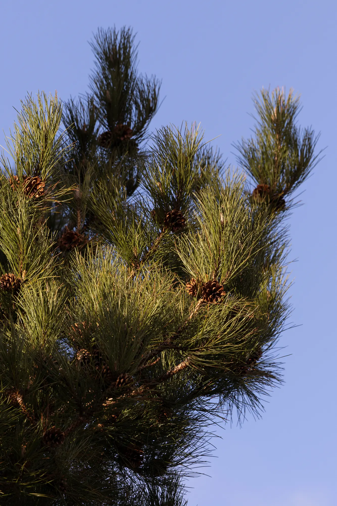 Moonlight Scent Diffuser - Image 3