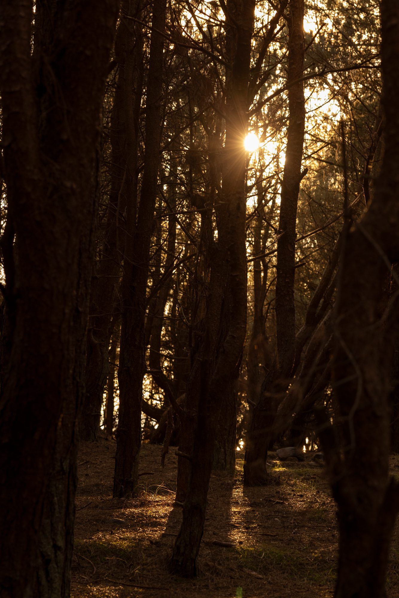 Moonlight Scent Diffuser - Image 6