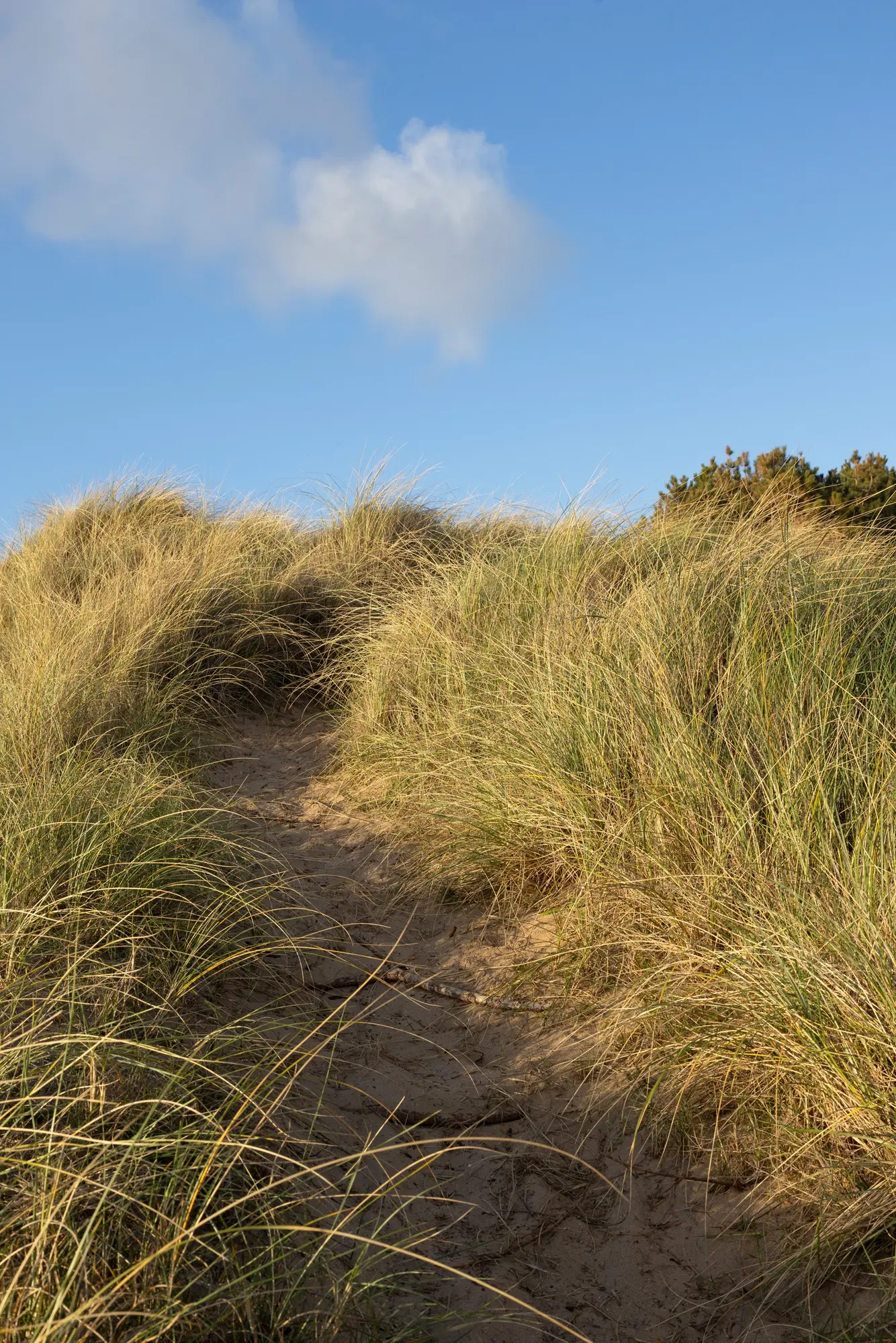 Noon Scent Diffuser - Image 6